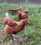 Chickens community pls join