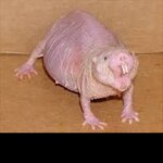 [✨RP✨VOICE🎤] Mole Rat Simulator II [ORIGINAL]