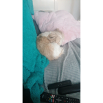 The fat piggy