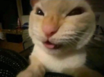 Stephanie's YT group