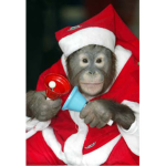 La Monkey