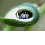 arachnophobia..