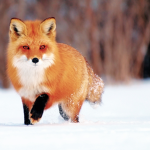 Cookies rule and foxes too!