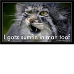 epic kats  :D