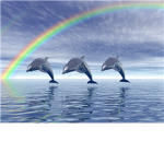 Dolphine lover fan club