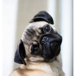Pugs for Lifeee