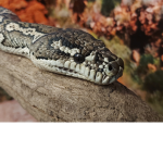 Scary snake gamers (free to join)