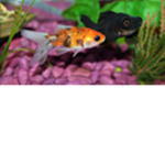 The Roblox Fish Army