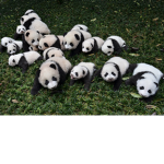 #CutePandas