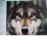 Howling peek pack!