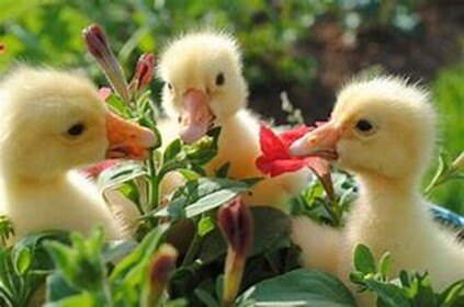 Duck land