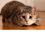 cat obsession group!