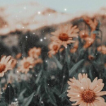 sunflwrrhr