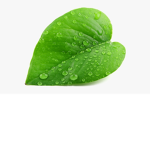Pure Leaf Group