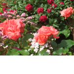 Flowers_vibes