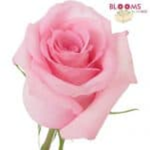 Rose-Clothing-Store!