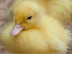 kaczuszki kaczki