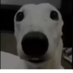 3DHC