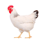 Chicken Studios Official