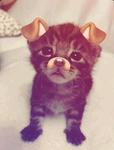 cutie_piee