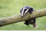 Badger's Film Group!