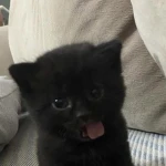 /luvkitty Group Thumbnail