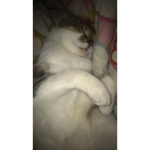 Moje ciasteczka