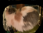 cat. yee
