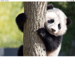 Dylan’s panda army