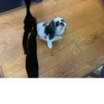 I love my Dog Oreo