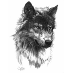 wolfcommander squad