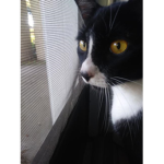 a group made by a crazy cat lady