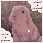-ˏˋ⋆ cottontail creations ⋆ˊˎ-