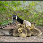 Duckiesss squad