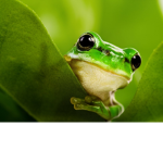 Frog Fan Group