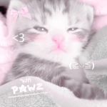 ‘kttipawz