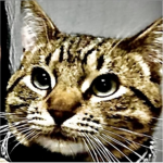 Team arsenal pros y team Cats:>