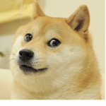 Doge/dogs