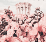 Beautiful Flowers 345