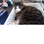 Kitty kitty kitty me