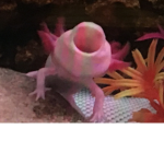 Axolotl's | United