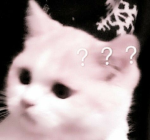 ConfusedCat