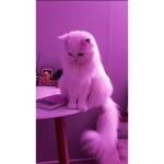 Cute cat United