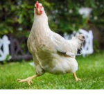 chicken fanz