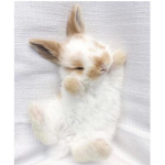 Cute Bunny's!