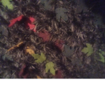 Leaf members!!