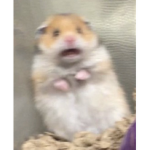 RATATOUILLE GROUP MEMBERS ONLY