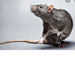 Ratty Patty Kingdom