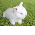 BBBunnySquaddd