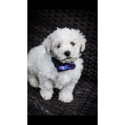 welcom pupp love gane